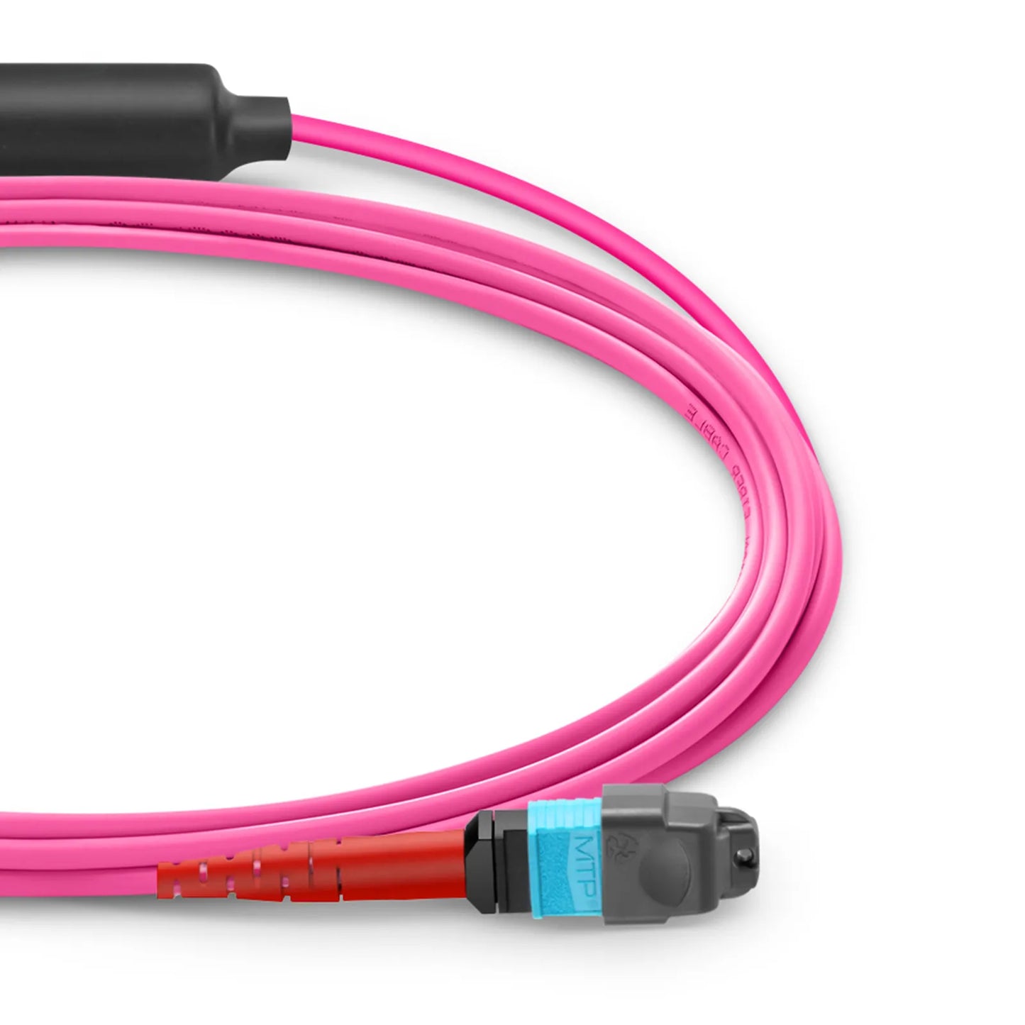 3m (10ft) MTP® Breakout Cable, MTP®-24 UPC (Female) to 2 x MTP®-12 UPC (Female), 24 Fibers, Multimode (OM4), Plenum (OFNP), 0.35dB Max, Type A, Magenta